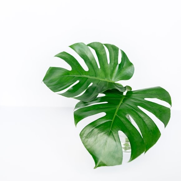 How to Grow and Care for Monstera Deliciosa